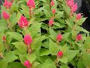 Celosia - Kimono Salmon Pink